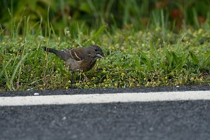 Grossbeak, Blue, 2018-05305027 Chincoteague NWR, VA